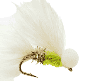 Cat Booby Fly Gold Arse Per Dozen