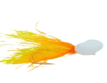 Cut Throat Cat Booby Per Dozen