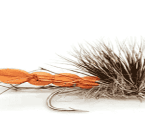 Daddy Hog Orange Per Dozen