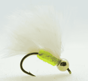 Goldhead cats whisker Per Dozen